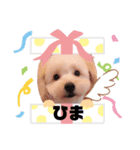 pipichan stanp（個別スタンプ：3）
