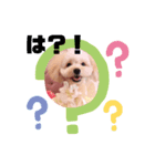 pipichan stanp（個別スタンプ：5）
