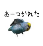 セキセイインコのしーちゃん（個別スタンプ：1）