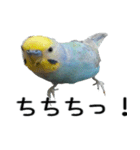 セキセイインコのしーちゃん（個別スタンプ：2）
