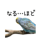 セキセイインコのしーちゃん（個別スタンプ：3）