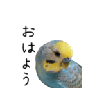 セキセイインコのしーちゃん（個別スタンプ：4）