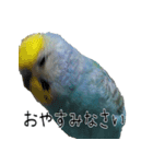 セキセイインコのしーちゃん（個別スタンプ：5）