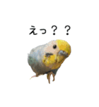 セキセイインコのしーちゃん（個別スタンプ：6）