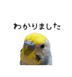 セキセイインコのしーちゃん（個別スタンプ：7）