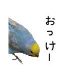 セキセイインコのしーちゃん（個別スタンプ：8）