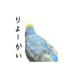 セキセイインコのしーちゃん（個別スタンプ：9）