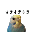 セキセイインコのしーちゃん（個別スタンプ：10）