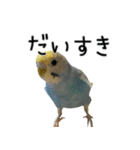 セキセイインコのしーちゃん（個別スタンプ：11）