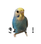 セキセイインコのしーちゃん（個別スタンプ：12）