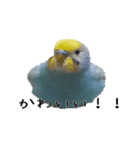 セキセイインコのしーちゃん（個別スタンプ：13）