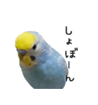 セキセイインコのしーちゃん（個別スタンプ：14）