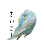 セキセイインコのしーちゃん（個別スタンプ：15）