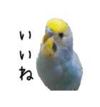 セキセイインコのしーちゃん（個別スタンプ：16）