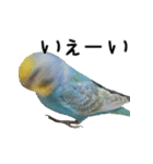 セキセイインコのしーちゃん（個別スタンプ：17）