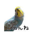 セキセイインコのしーちゃん（個別スタンプ：18）