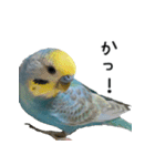 セキセイインコのしーちゃん（個別スタンプ：19）