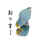 セキセイインコのしーちゃん（個別スタンプ：20）