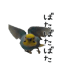 セキセイインコのしーちゃん（個別スタンプ：21）