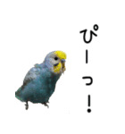セキセイインコのしーちゃん（個別スタンプ：22）