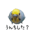 セキセイインコのしーちゃん（個別スタンプ：23）
