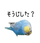 セキセイインコのしーちゃん（個別スタンプ：24）