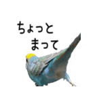 セキセイインコのしーちゃん（個別スタンプ：25）