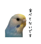 セキセイインコのしーちゃん（個別スタンプ：26）