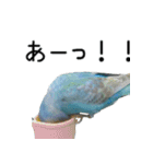セキセイインコのしーちゃん（個別スタンプ：27）