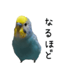 セキセイインコのしーちゃん（個別スタンプ：28）