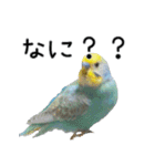 セキセイインコのしーちゃん（個別スタンプ：29）
