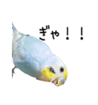 セキセイインコのしーちゃん（個別スタンプ：31）
