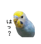 セキセイインコのしーちゃん（個別スタンプ：32）