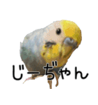 セキセイインコのしーちゃん（個別スタンプ：33）