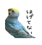 セキセイインコのしーちゃん（個別スタンプ：34）