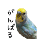 セキセイインコのしーちゃん（個別スタンプ：35）