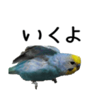 セキセイインコのしーちゃん（個別スタンプ：36）