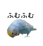 セキセイインコのしーちゃん（個別スタンプ：37）