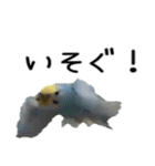 セキセイインコのしーちゃん（個別スタンプ：38）