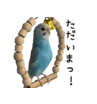 セキセイインコのしーちゃん（個別スタンプ：39）
