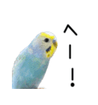 セキセイインコのしーちゃん（個別スタンプ：40）