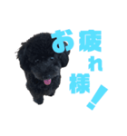 ぷーどる くろ（個別スタンプ：1）
