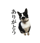 モノクロ猫たちの写真スタンプ（個別スタンプ：1）