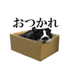 モノクロ猫たちの写真スタンプ（個別スタンプ：2）