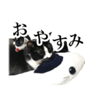 モノクロ猫たちの写真スタンプ（個別スタンプ：4）