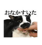 モノクロ猫たちの写真スタンプ（個別スタンプ：5）