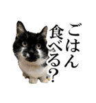 モノクロ猫たちの写真スタンプ（個別スタンプ：6）