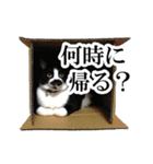 モノクロ猫たちの写真スタンプ（個別スタンプ：7）