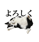 モノクロ猫たちの写真スタンプ（個別スタンプ：8）