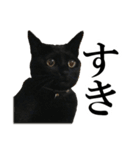 モノクロ猫たちの写真スタンプ（個別スタンプ：9）